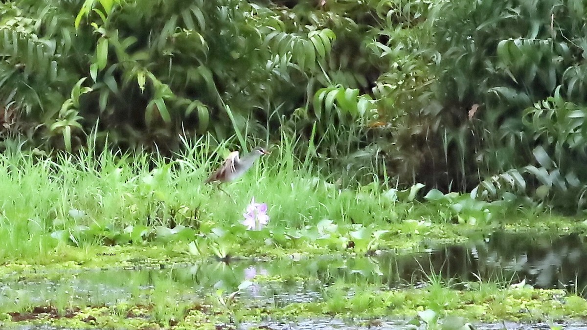 Polluela Cejiblanca - ML646632535