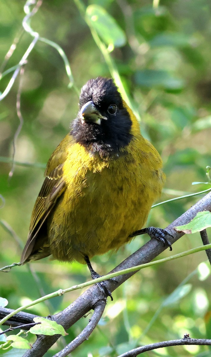 クロアカイカル - ML646632536