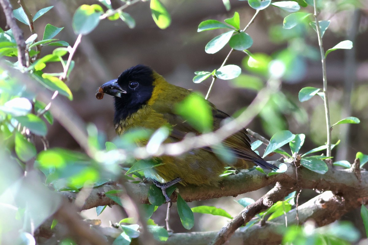 クロアカイカル - ML646632537