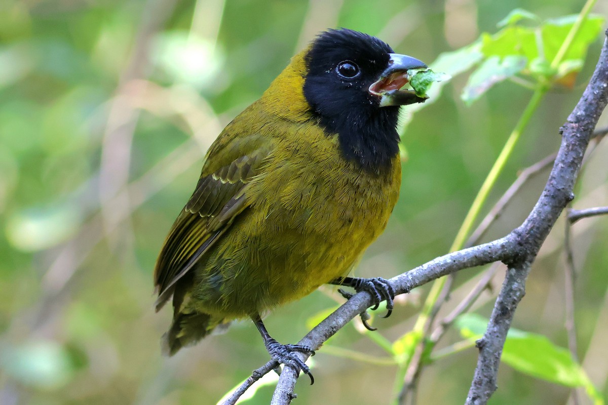 クロアカイカル - ML646632538