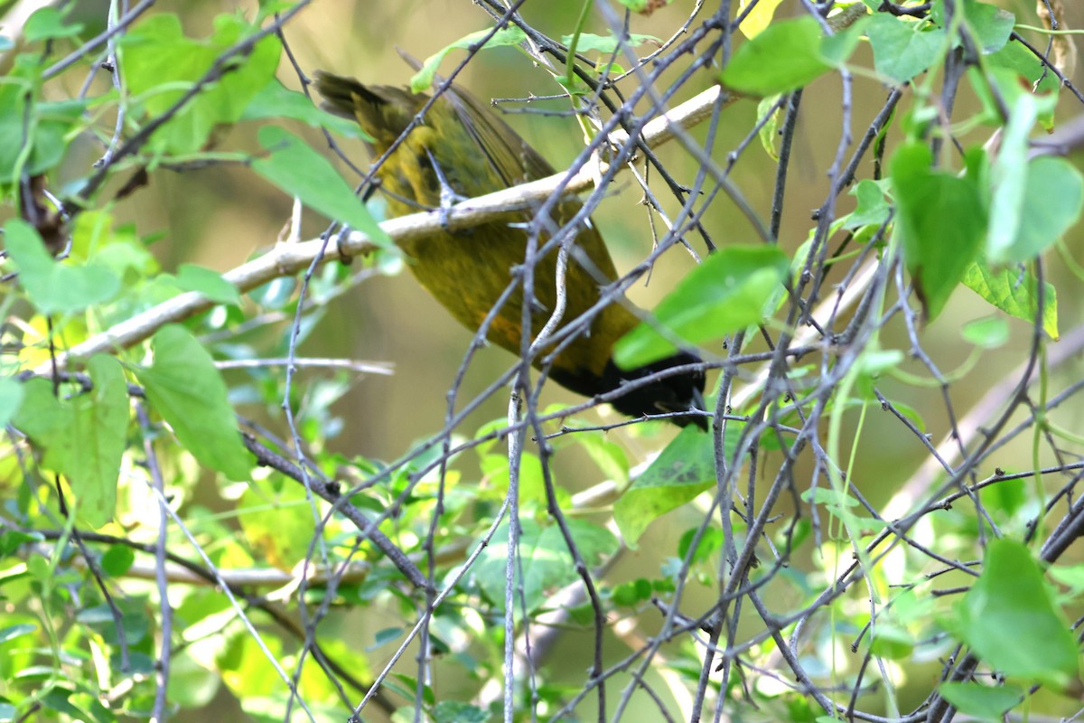 Crimson-collared Grosbeak - ML646632539