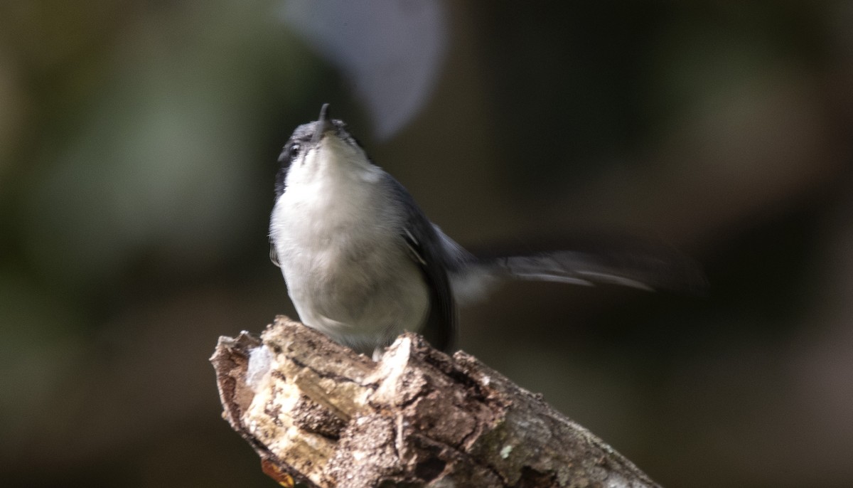 Tropical Gnatcatcher (atricapilla) - ML646632541