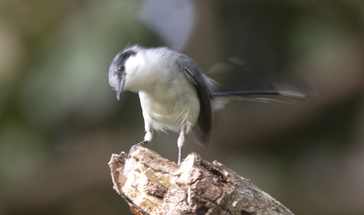 Tropical Gnatcatcher (atricapilla) - ML646632542