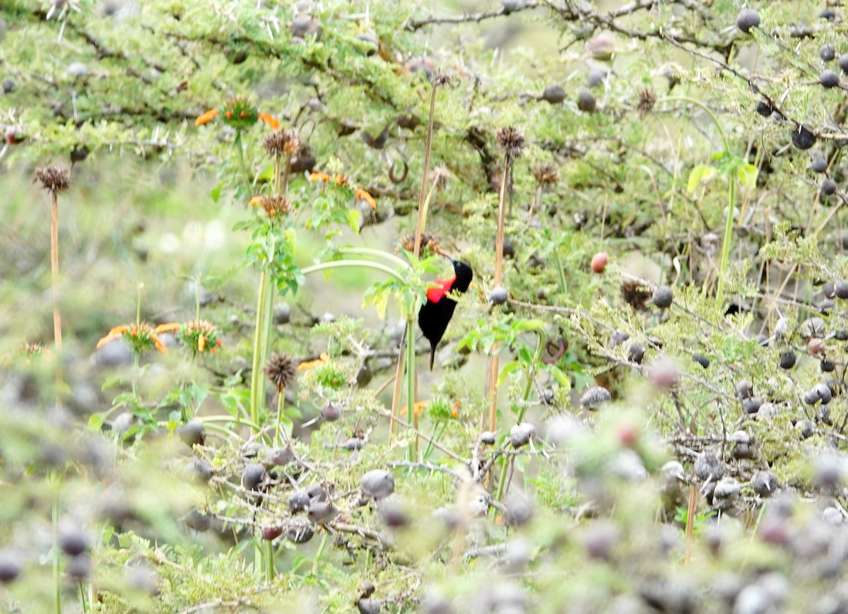 Scarlet-chested Sunbird - ML646632543