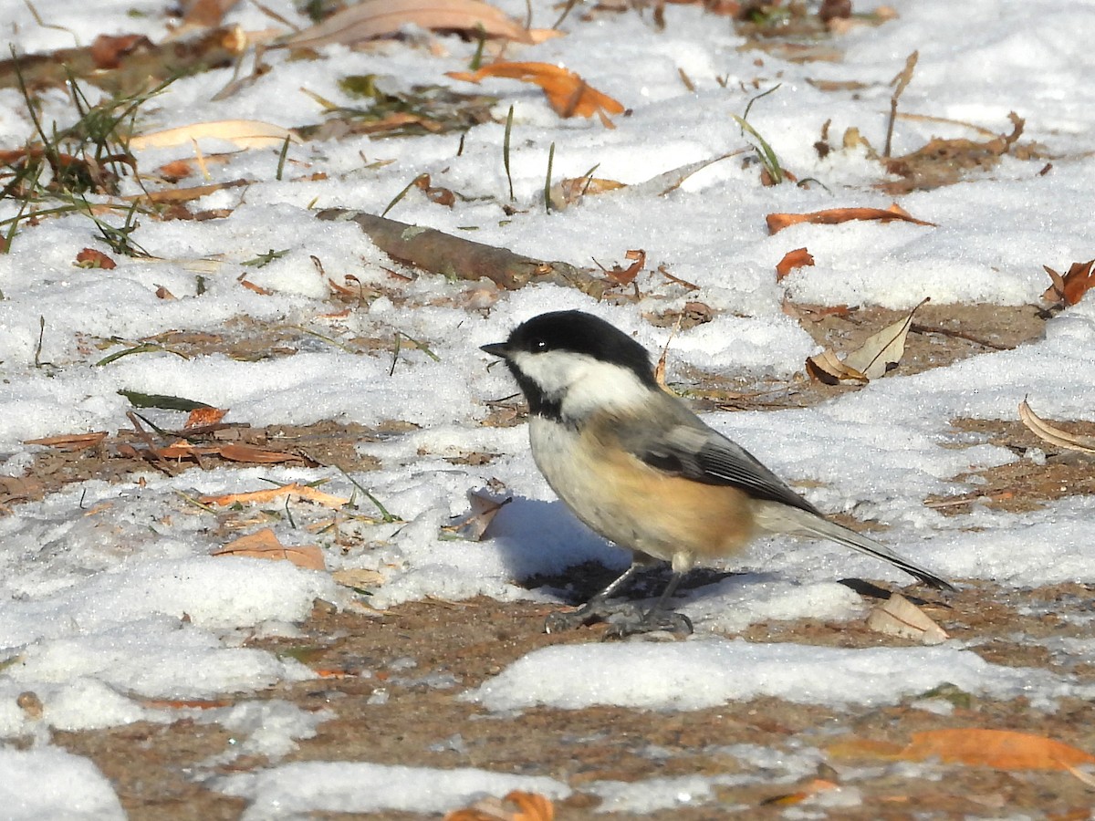 Black-capped Chickadee - ML646632544