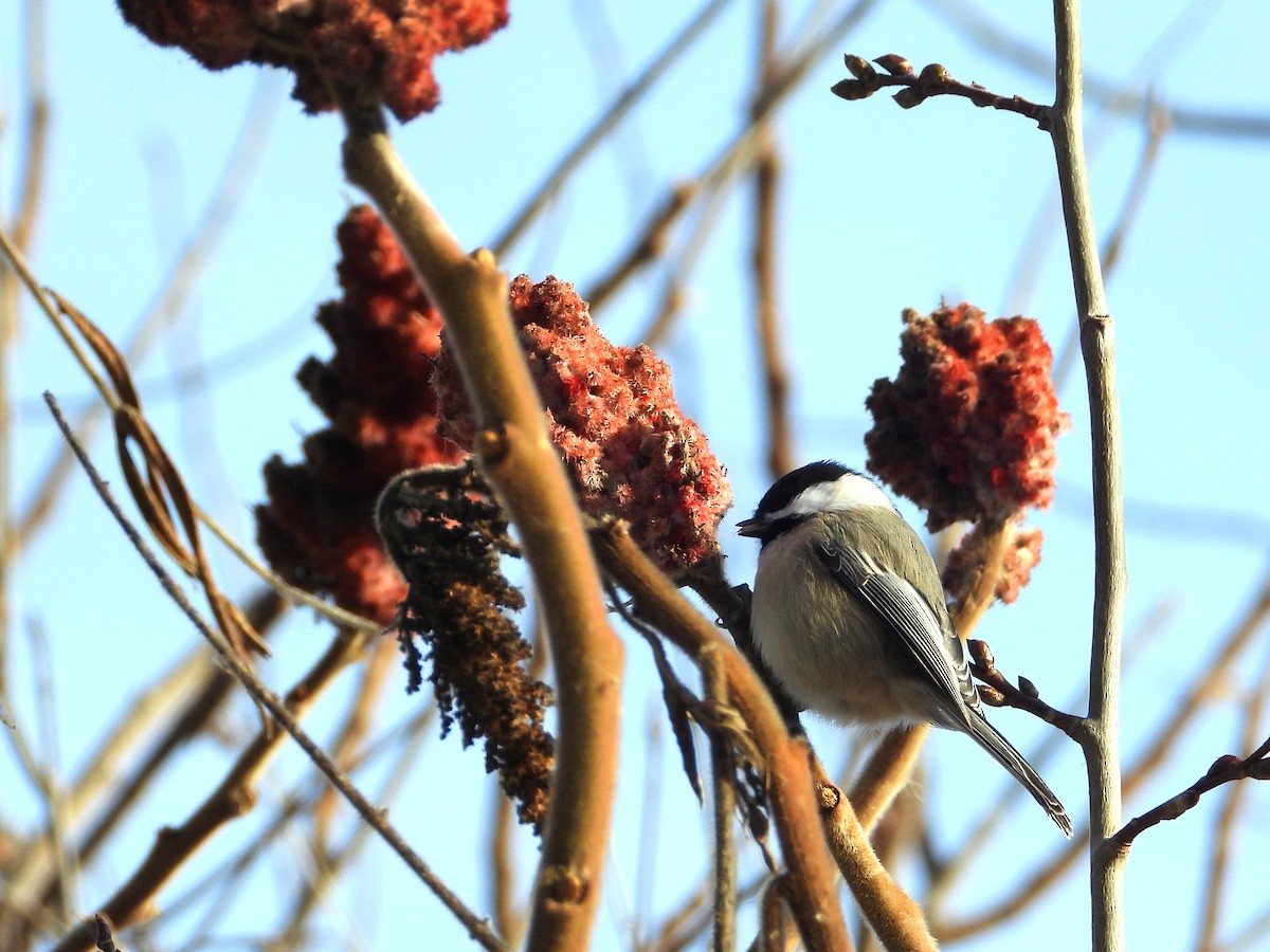 Black-capped Chickadee - ML646632545
