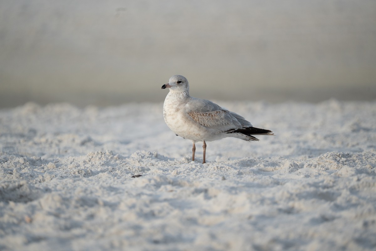 Gavina americana - ML646632547