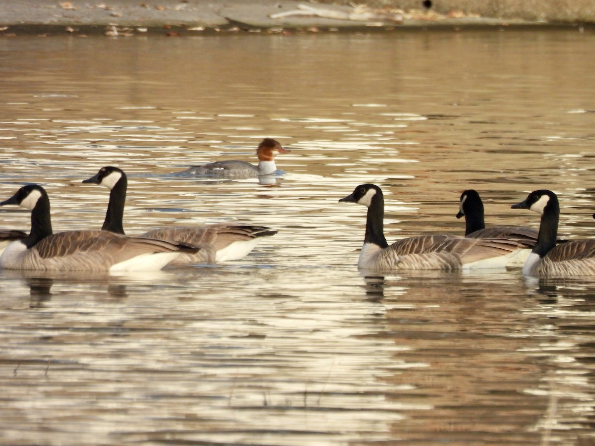 Smergo maggiore - ML646632548