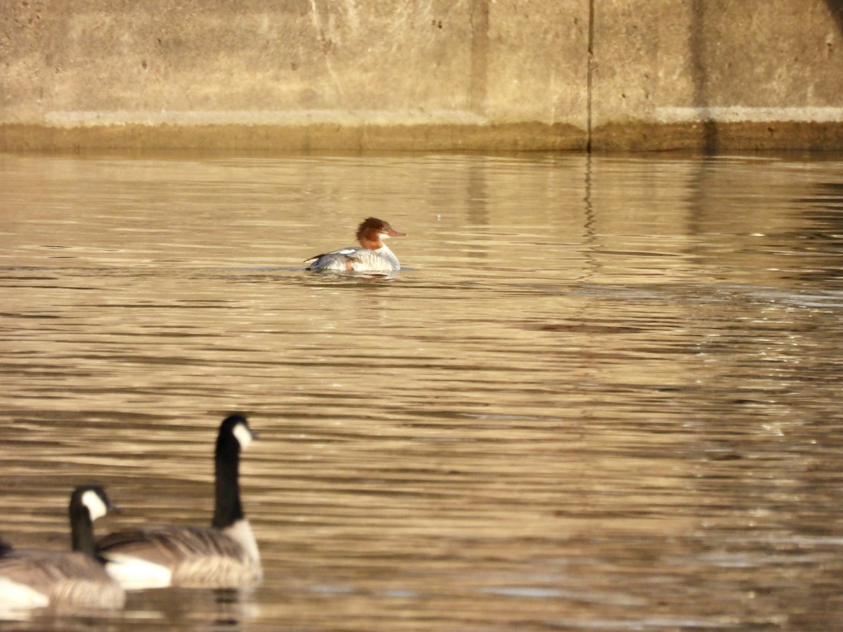 Smergo maggiore - ML646632549