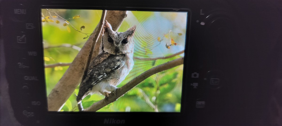 Indian Scops-Owl - ML646632550