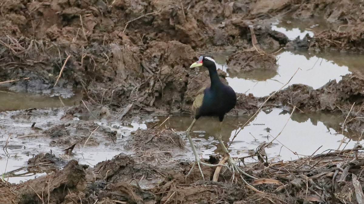 ostnák hnědoocasý - ML646632551