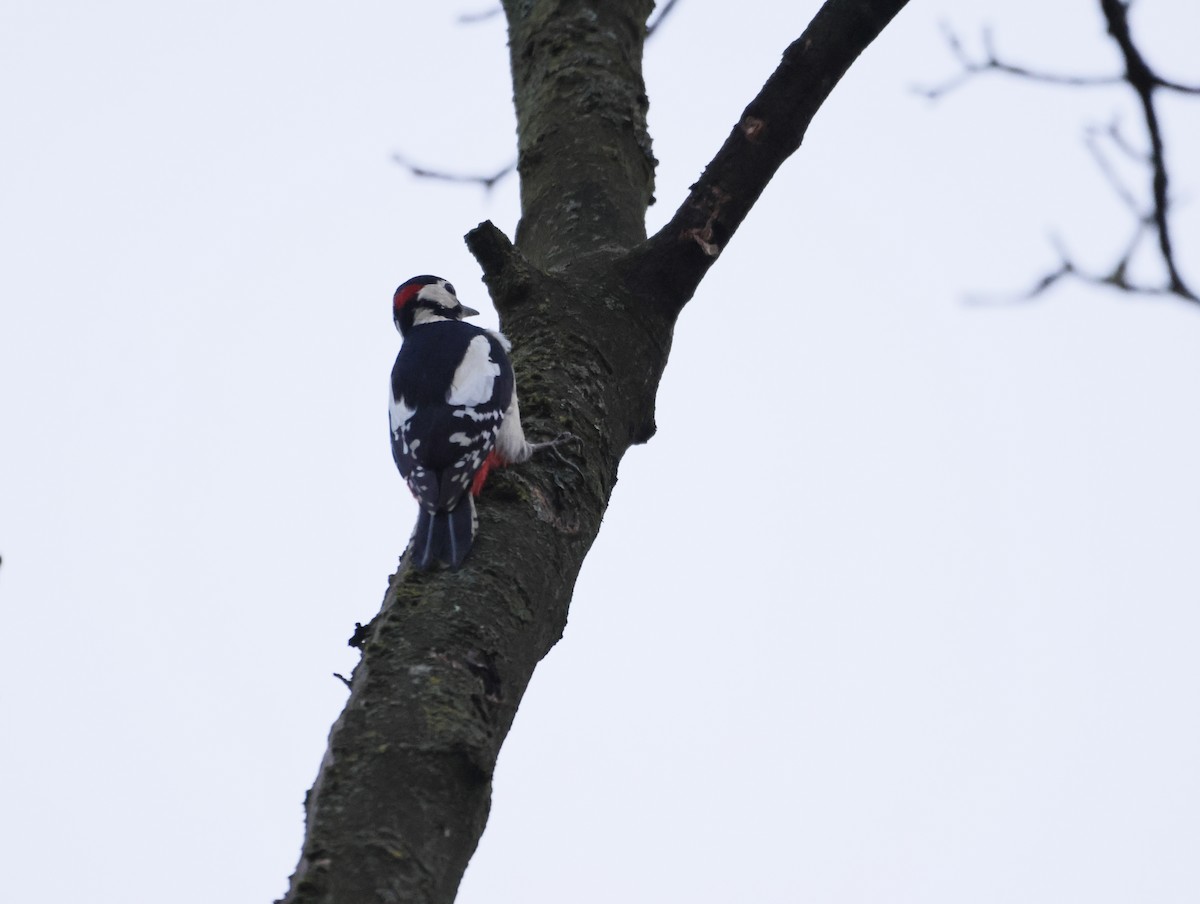 Алаг тоншуул - ML646632552