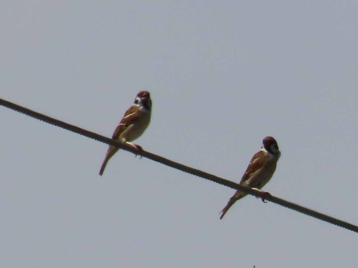 麻雀 - ML646632553