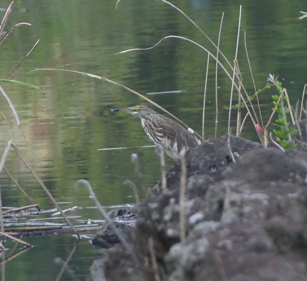 池鷺 - ML646632554