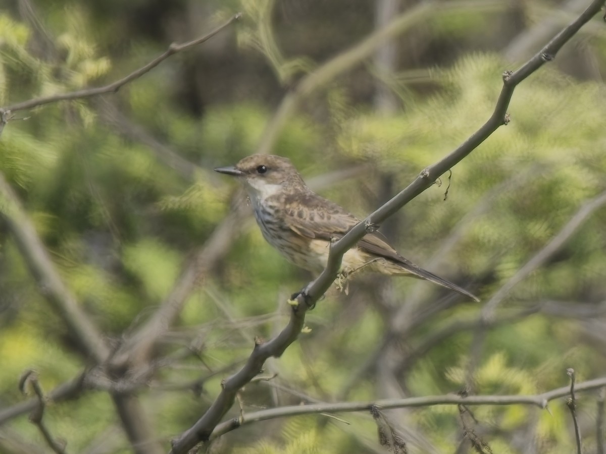 Vermilion Flycatcher - ML646632555