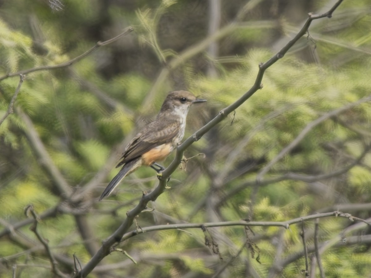Vermilion Flycatcher - ML646632556