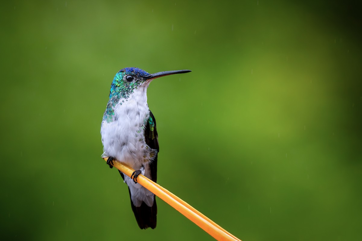 Andean Emerald - ML646632557