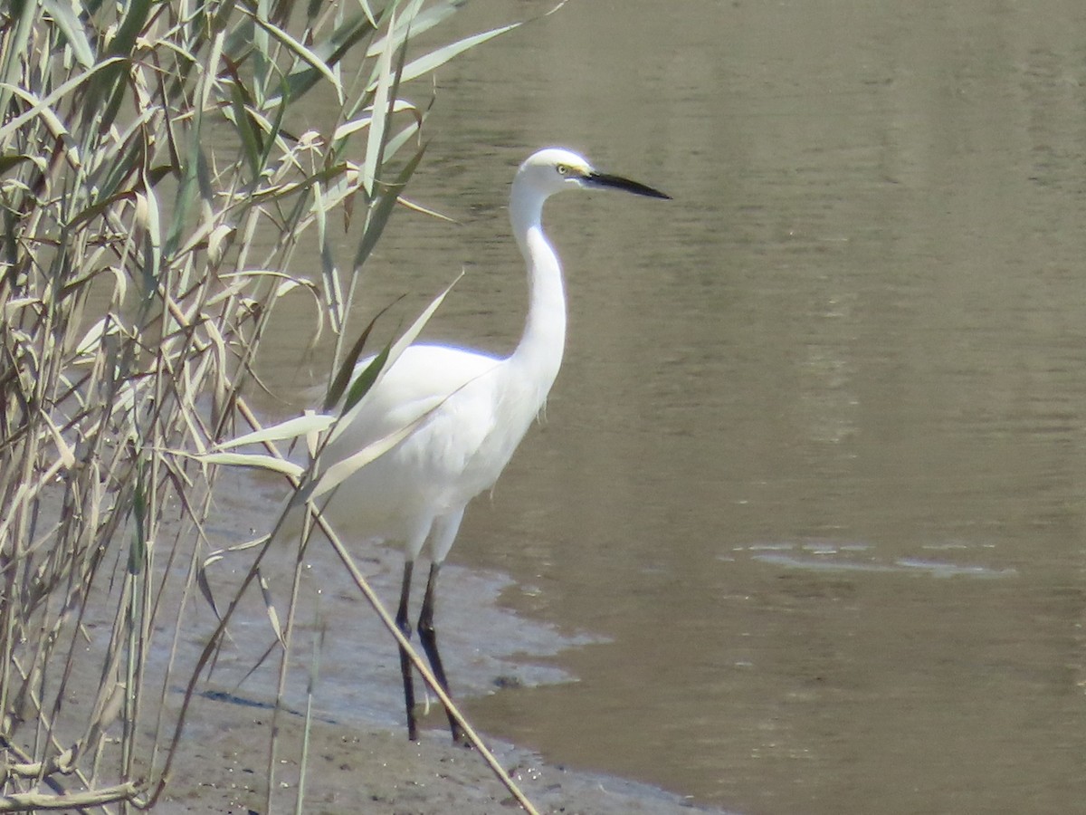 小白鷺 - ML646632559