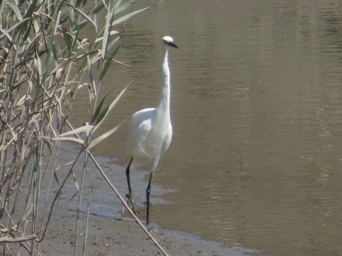 小白鷺 - ML646632560