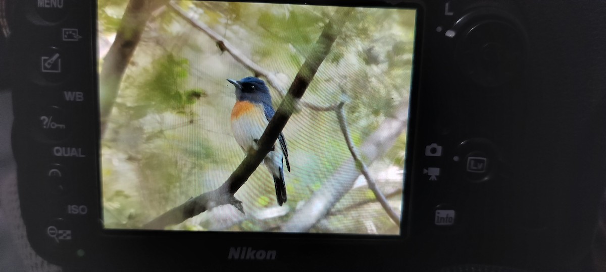 Blue-throated Flycatcher - ML646632561