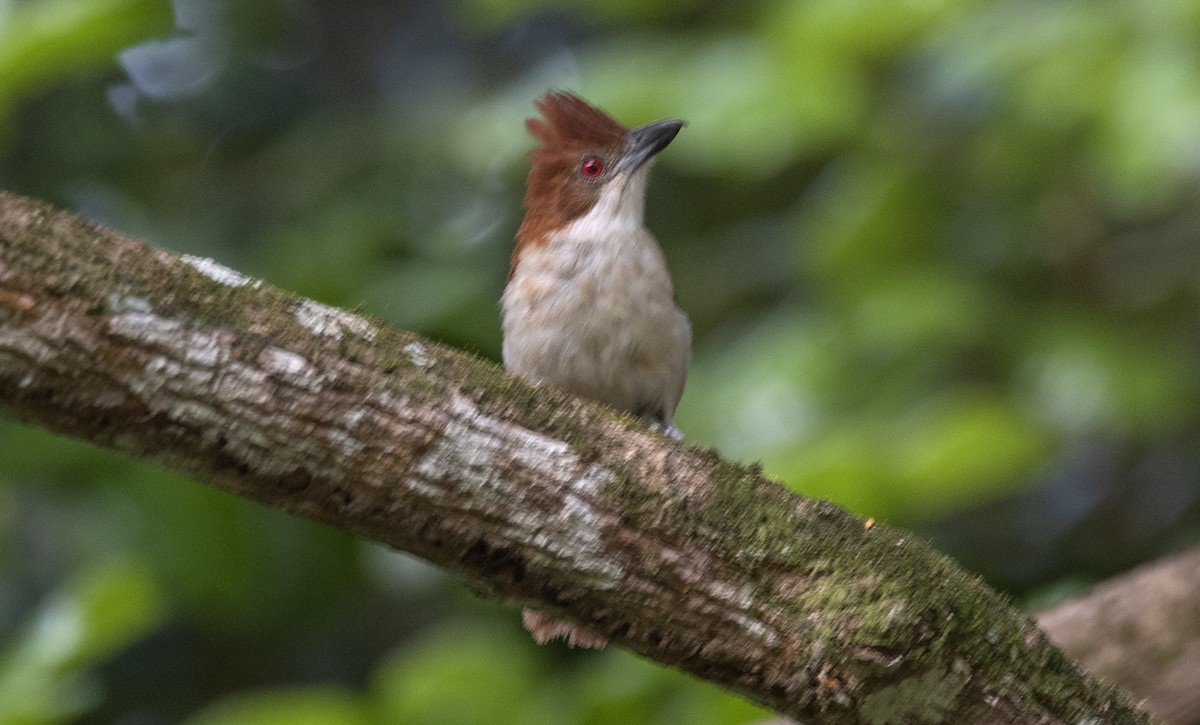 Great Antshrike - ML646632562