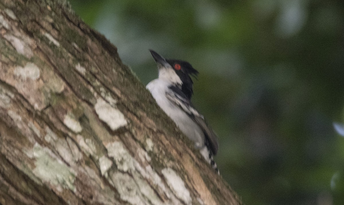 Great Antshrike - ML646632563