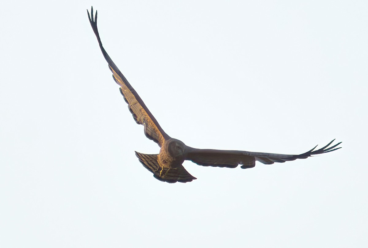 Spotted Harrier - ML646632564