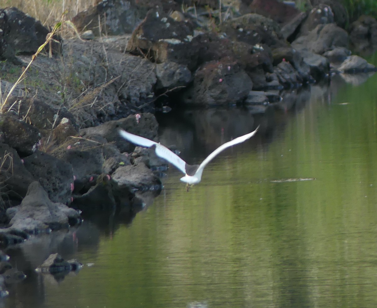 池鷺 - ML646632565