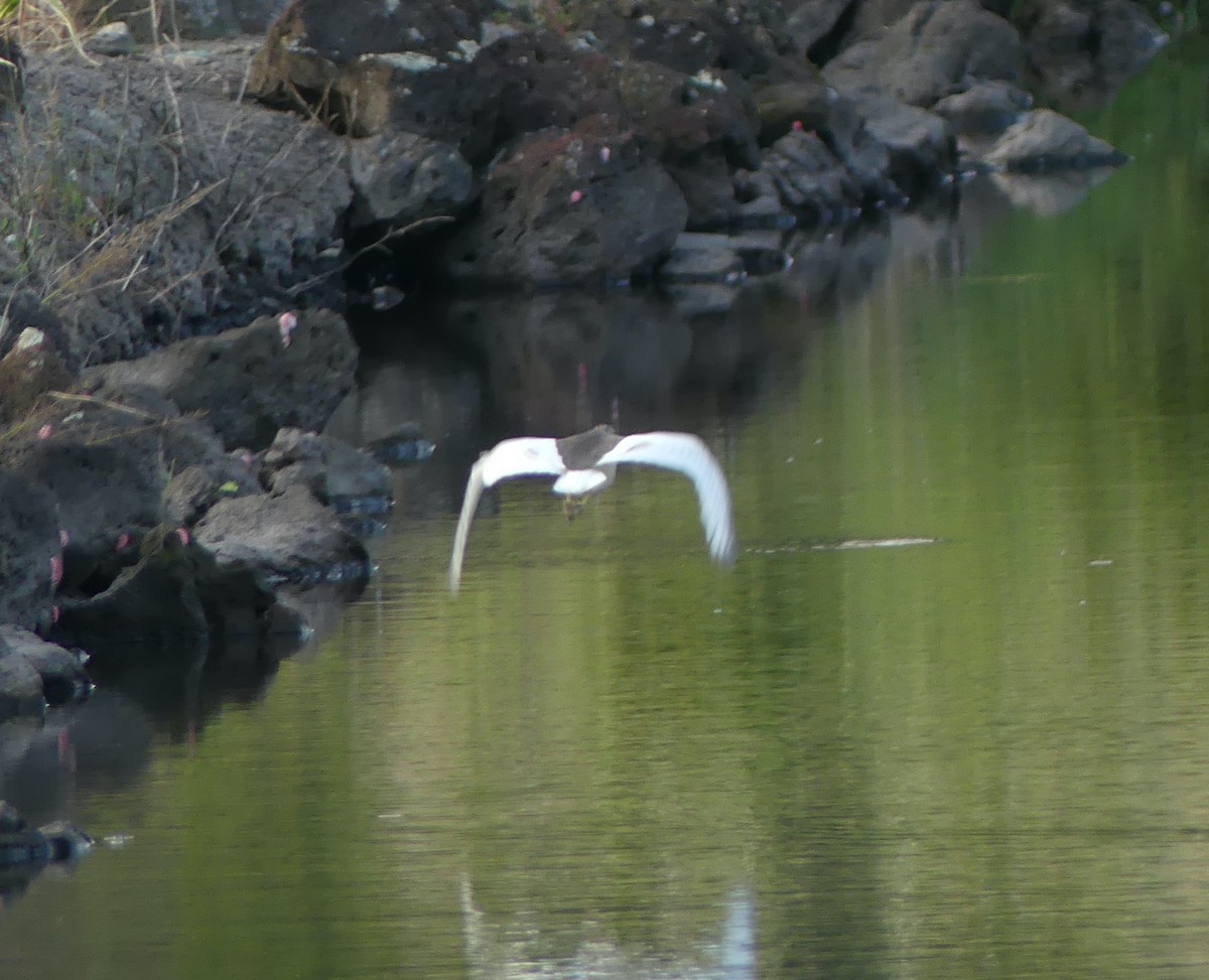 池鷺 - ML646632566