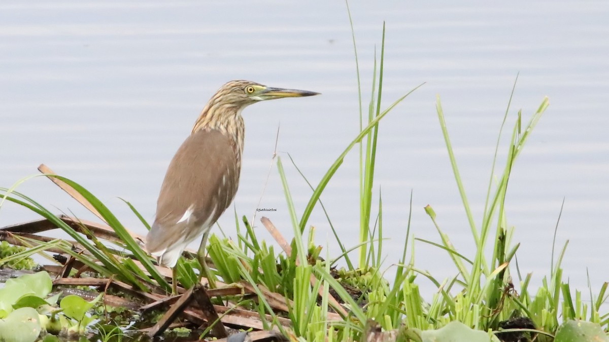 池鷺 - ML646632567
