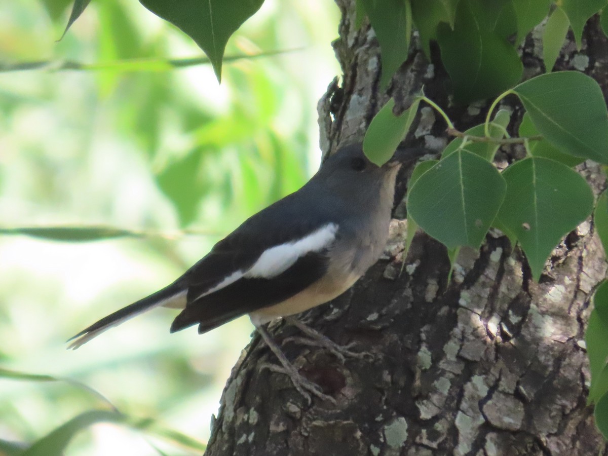 鵲鴝 - ML646632568