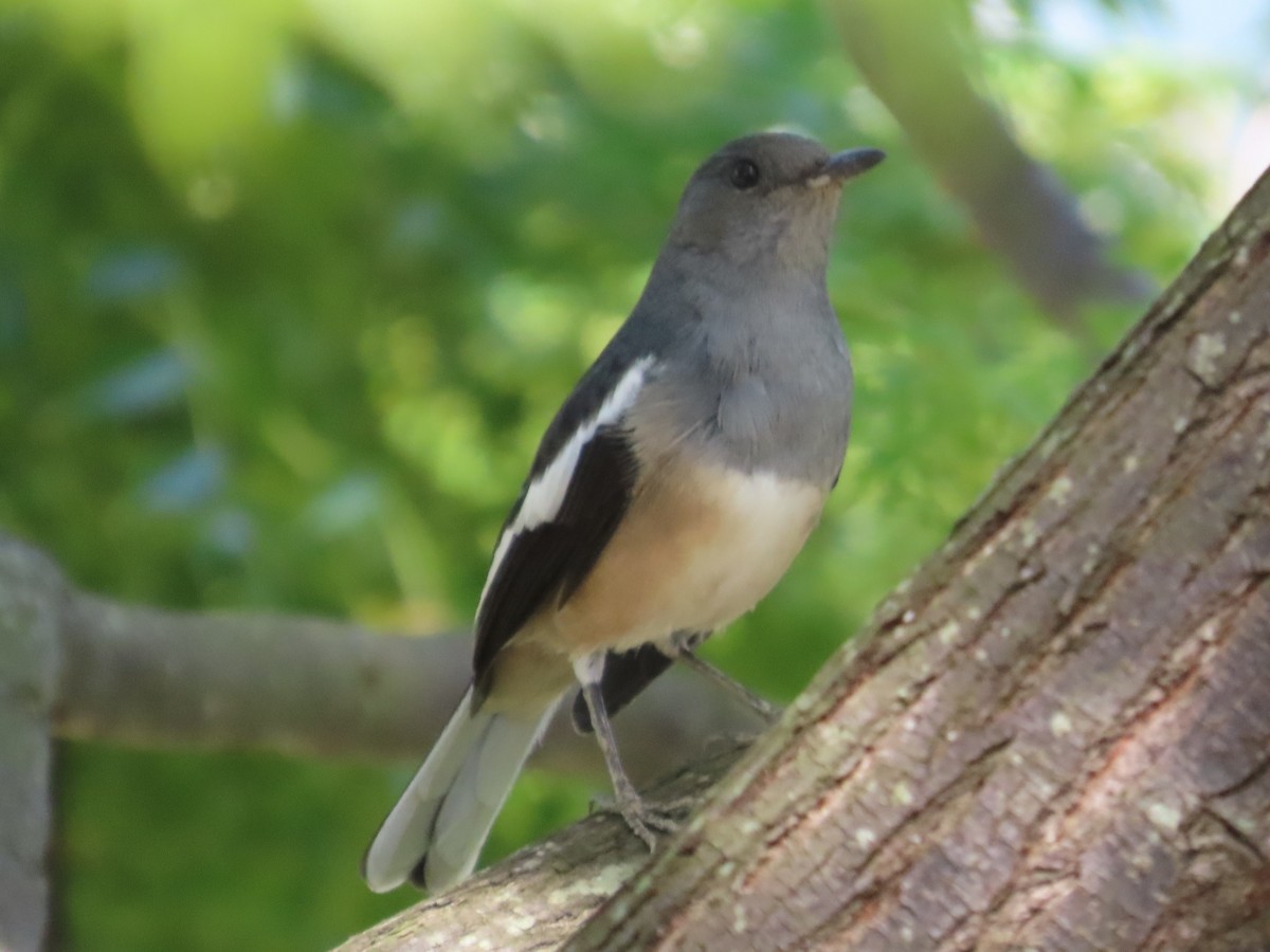 鵲鴝 - ML646632569