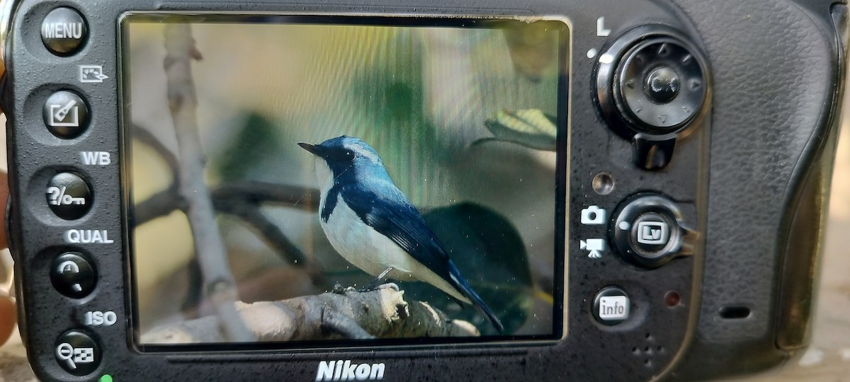 Ultramarine Flycatcher - ML646632570