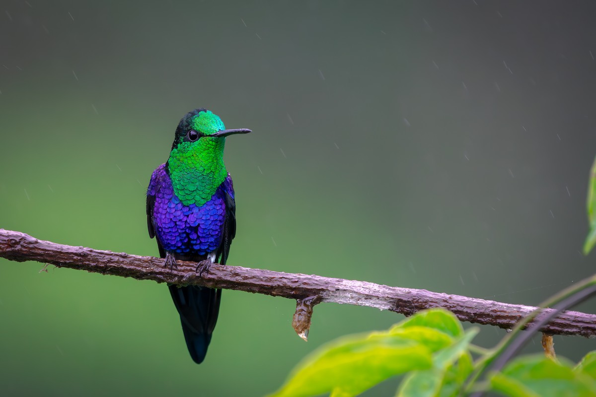 Crowned Woodnymph - ML646632572