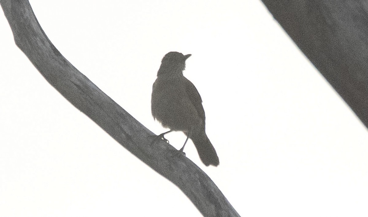 Pale-breasted Thrush - ML646632575