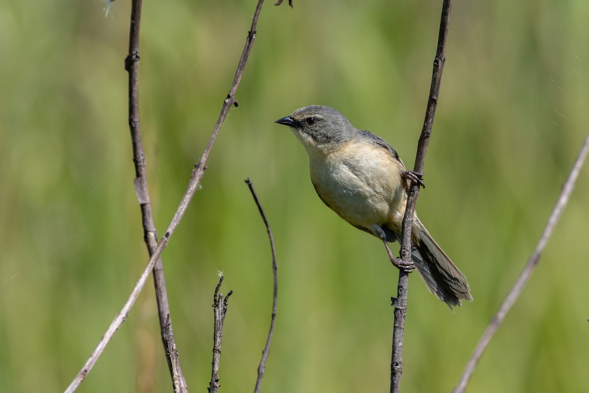 Long-tailed Reed Finch - ML646632576