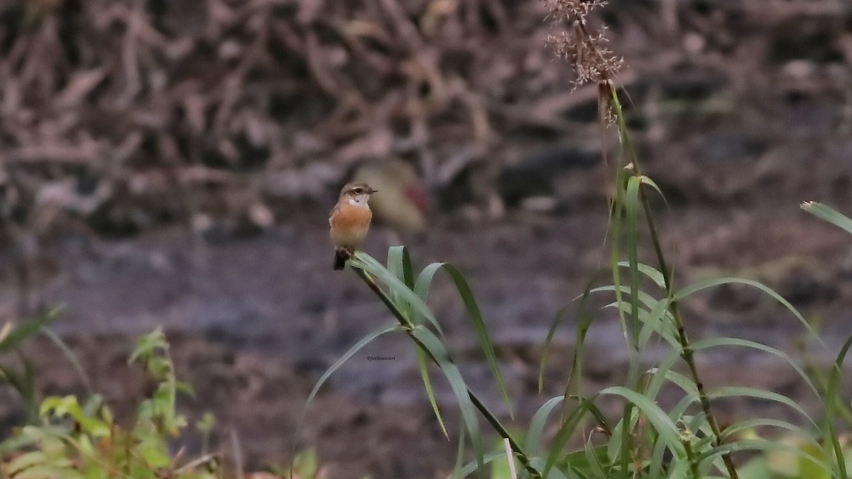 黑喉鴝 - ML646632577