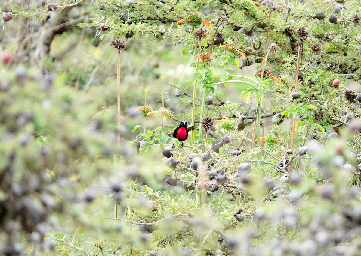 Scarlet-chested Sunbird - ML646632581