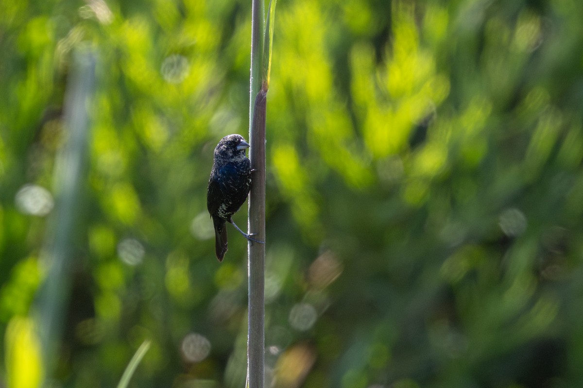 Blue-black Grassquit - ML646632582