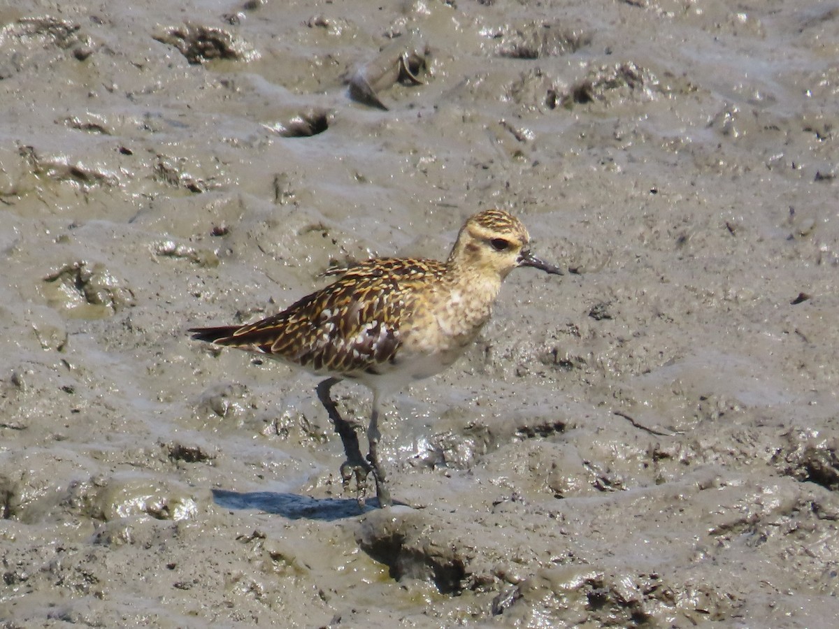 太平洋金斑鴴 - ML646632583