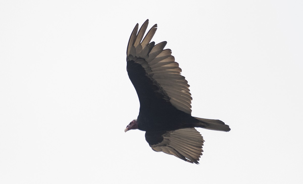 Turkey Vulture (Tropical) - ML646632584