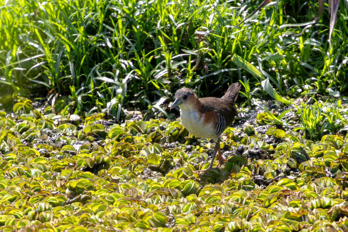Rufous-sided Crake - ML646632585