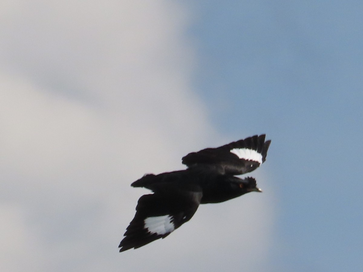 八哥(冠八哥) - ML646632586