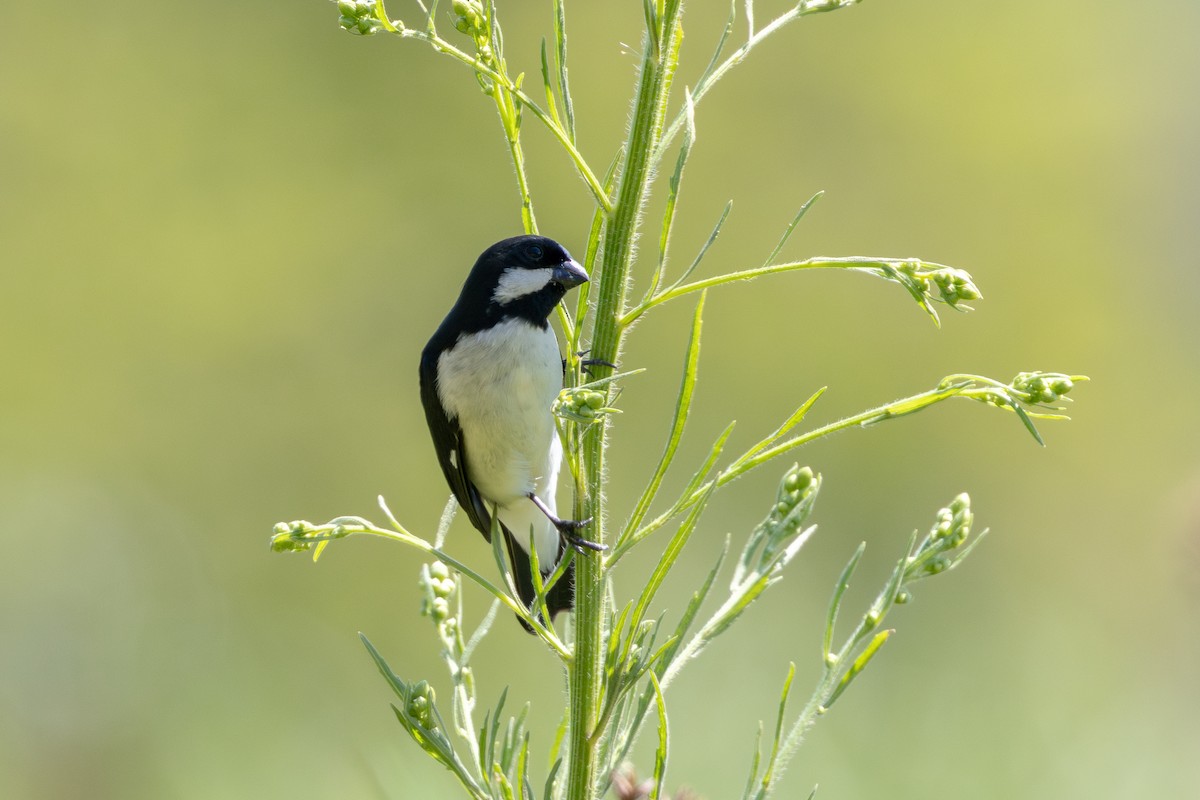 Lined Seedeater - ML646632587