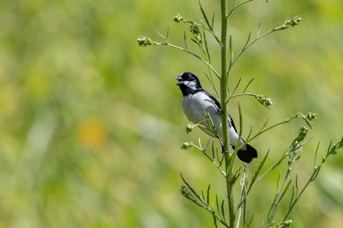 Lined Seedeater - ML646632588