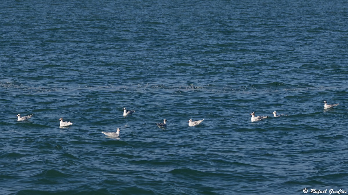 Mediterranean Gull - ML646632589
