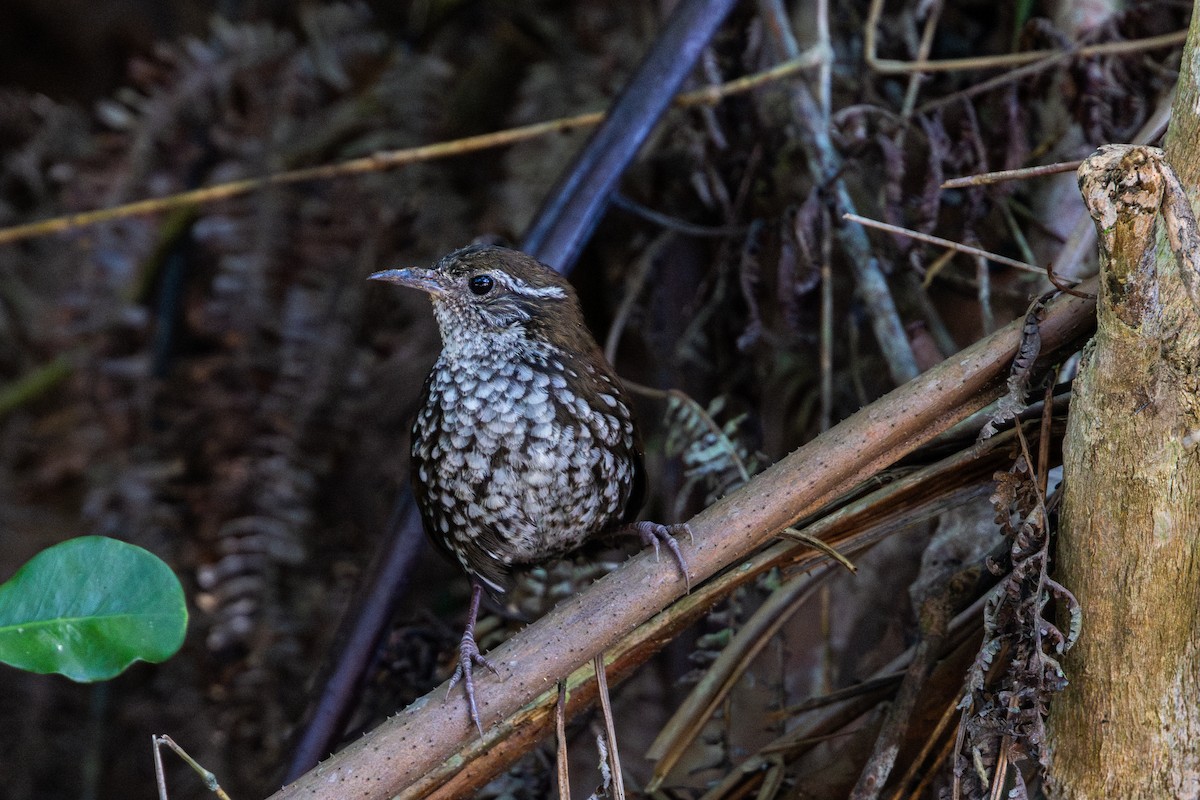 Острохвостая ручейница - ML646632591