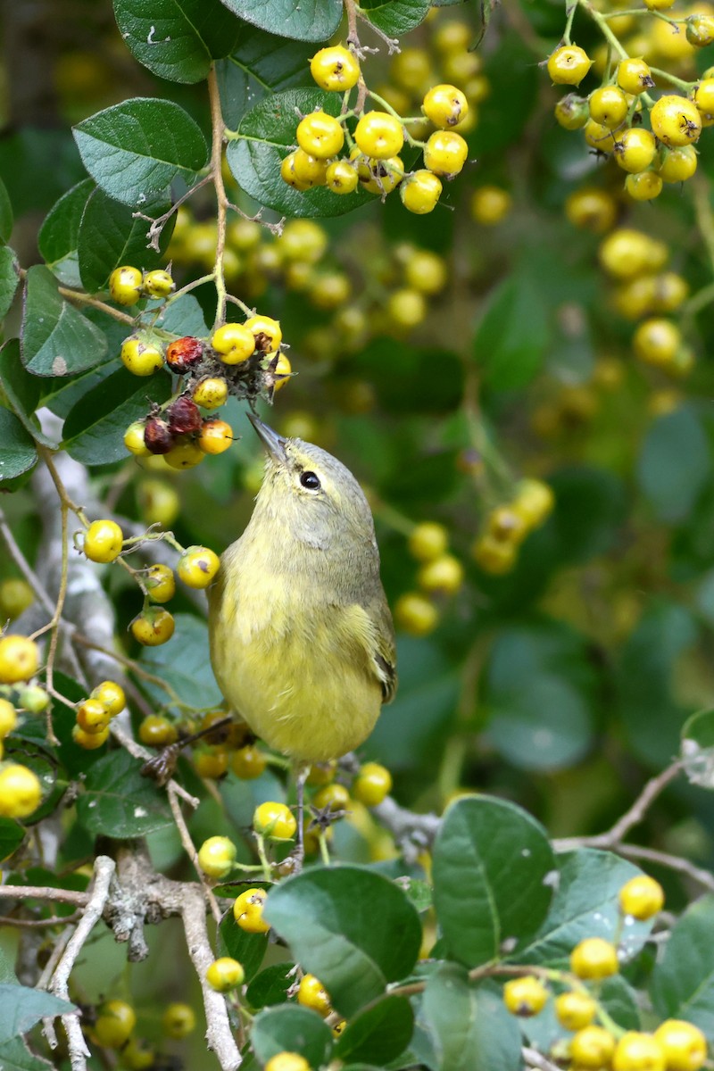 Orange-crowned Warbler - ML646632592
