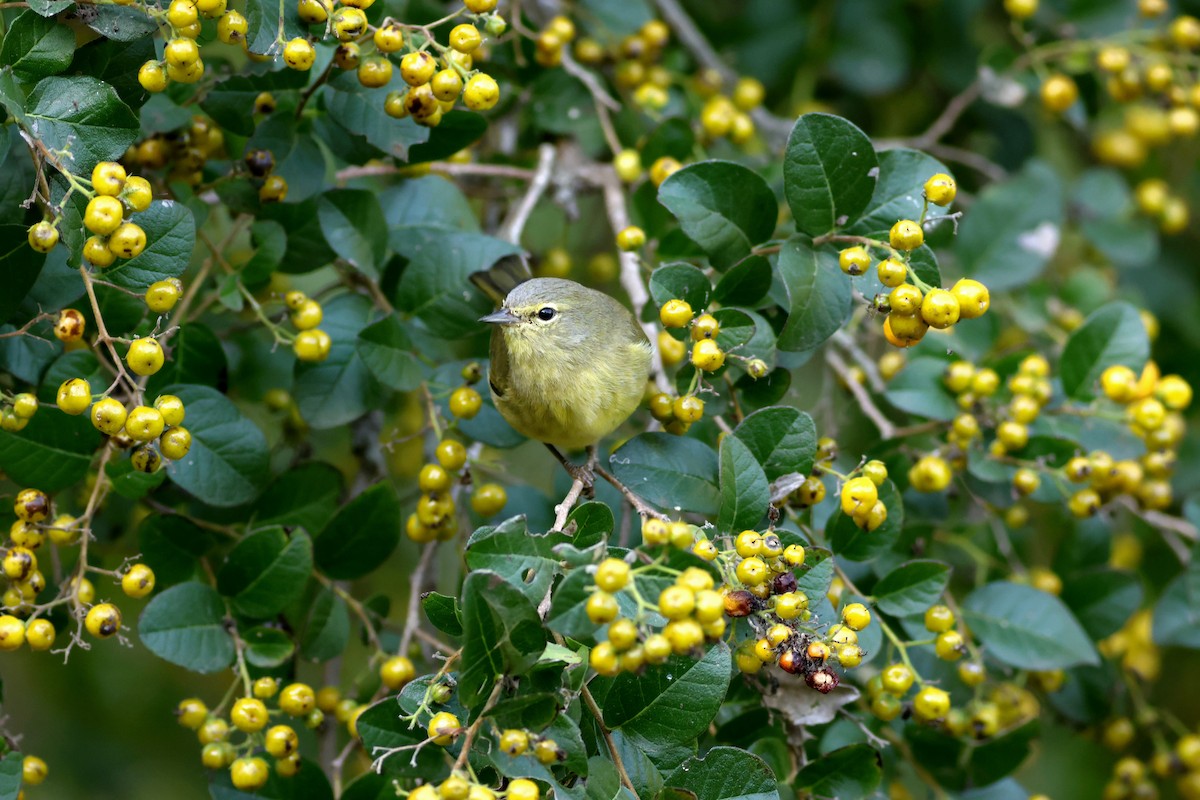 Orange-crowned Warbler - ML646632593