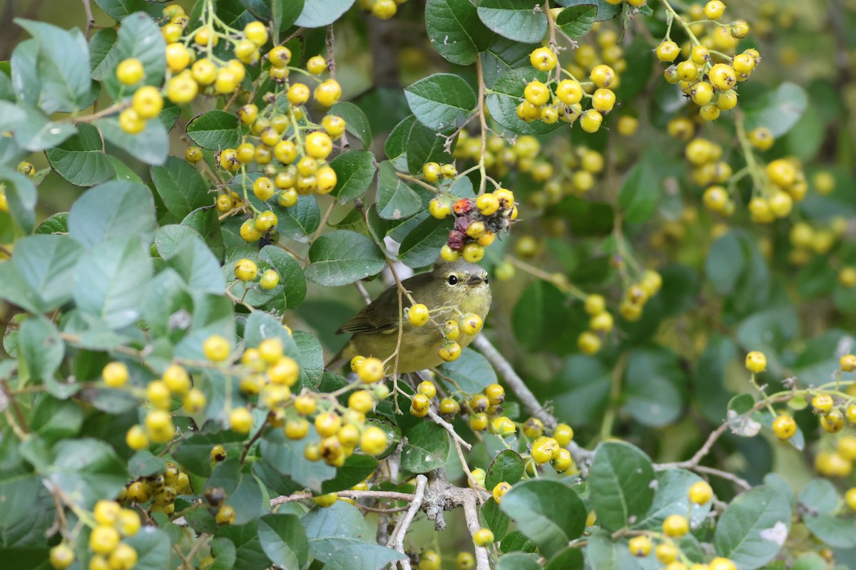 Orange-crowned Warbler - ML646632594